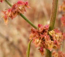 Rumex obtusifolius (szczaw tępolistny)