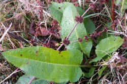 Rumex obtusifolius (szczaw tępolistny)