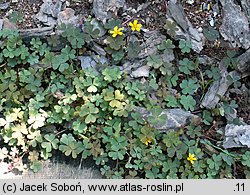 Oxalis repens (szczawik płożący się)