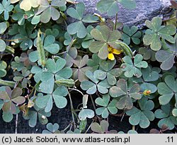 Oxalis repens (szczawik płożący się)