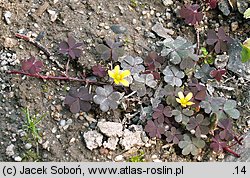 Oxalis repens (szczawik płożący się)