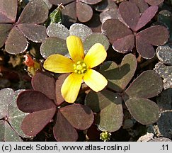 Oxalis repens (szczawik płożący się)