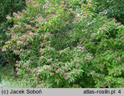 Clerodendrum trichotomum (szczęślin trójdzielny)