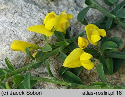 Cytisus ×kewensis (szczodrzeniec angielski)