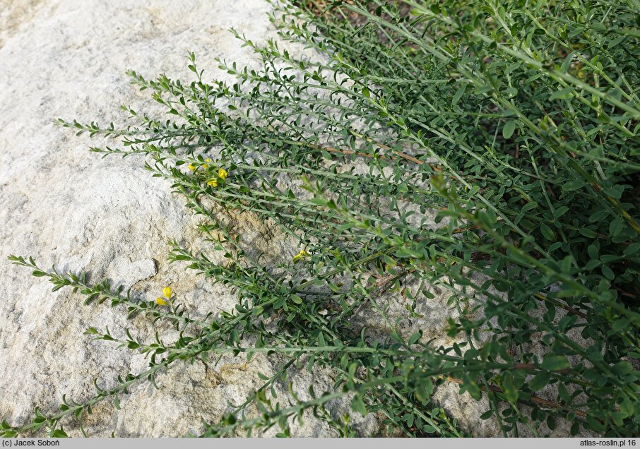 Cytisus ×kewensis (szczodrzeniec angielski)