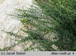 Cytisus ×kewensis (szczodrzeniec angielski)