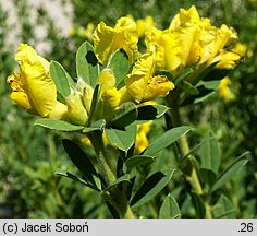 Chamaecytisus supinus