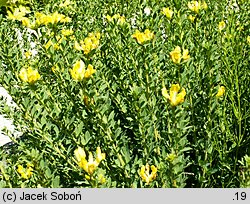 Chamaecytisus supinus