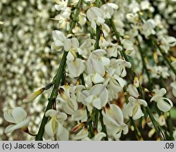 Cytisus ×praecox Albus