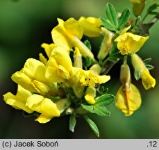 Chamaecytisus hirsutus (szczodrzeniec szorstki)