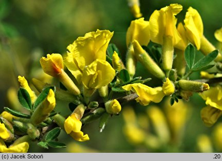 Chamaecytisus hirsutus (szczodrzeniec szorstki)