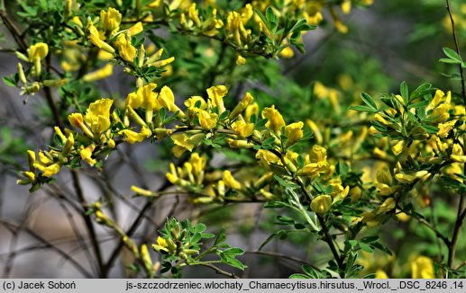 Chamaecytisus hirsutus (szczodrzeniec szorstki)