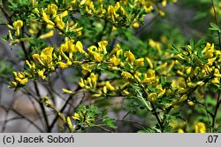 Chamaecytisus hirsutus (szczodrzeniec szorstki)