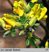 Chamaecytisus elongatus (szczodrzeniec wydłużony)