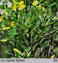 Chamaecytisus elongatus (szczodrzeniec wydłużony)