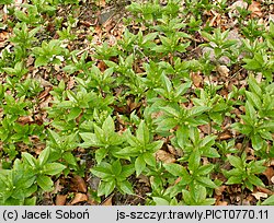 Mercurialis perennis