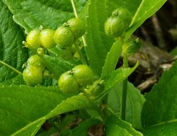 Mercurialis perennis