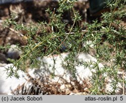 Asparagus acutifolius (szparag ostrolistny)