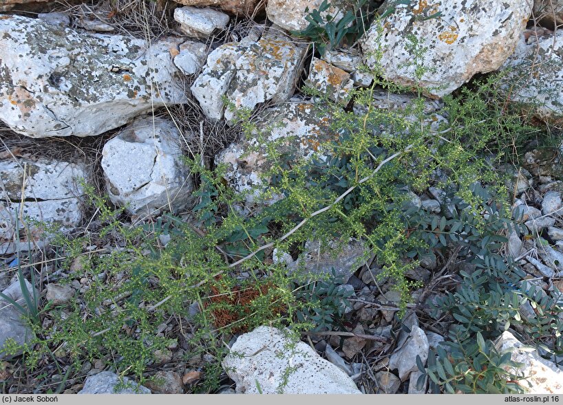 Asparagus acutifolius (szparag ostrolistny)