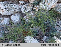 Asparagus acutifolius (szparag ostrolistny)