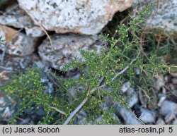 Asparagus acutifolius (szparag ostrolistny)