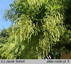 Styphnolobium japonicum (perełkowiec japoński)