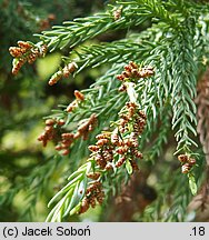 Cryptomeria japonica