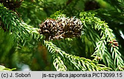 Cryptomeria japonica