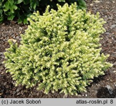 Cryptomeria japonica Vilmorin Gold