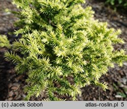 Cryptomeria japonica Vilmorin Gold