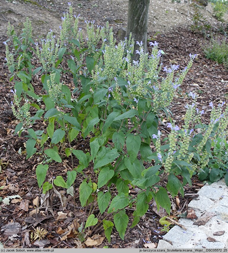 Scutellaria incana (tarczyca szara)