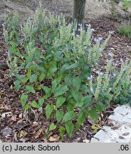 Scutellaria incana (tarczyca szara)