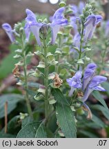 Scutellaria incana (tarczyca szara)