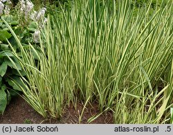 Acorus calamus Variegatus