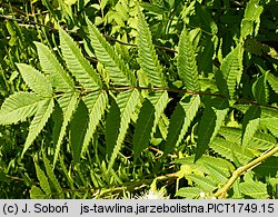 Sorbaria sorbifolia