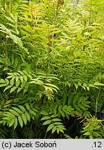 Sorbaria sorbifolia