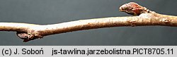 Sorbaria sorbifolia (tawlina jarzębolistna)