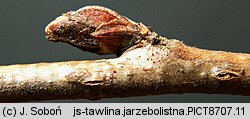 Sorbaria sorbifolia (tawlina jarzÄ™bolistna)