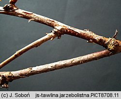 Sorbaria sorbifolia (tawlina jarzębolistna)