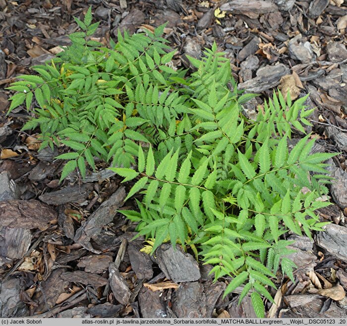 Sorbaria sorbifolia Levgreen