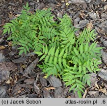 Sorbaria sorbifolia Levgreen
