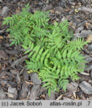 Sorbaria sorbifolia Levgreen