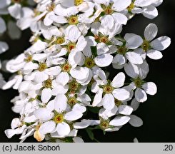 Spiraea thunbergii (tawuła Thunberga)