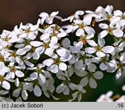 Spiraea thunbergii (tawuła Thunberga)