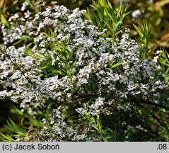 Spiraea thunbergii (tawuła Thunberga)