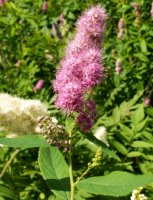 Spiraea salicifolia (tawuła wierzbolistna)