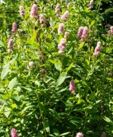 Spiraea salicifolia (tawuła wierzbolistna)