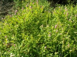 Spiraea salicifolia (tawuła wierzbolistna)