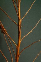 Spiraea salicifolia