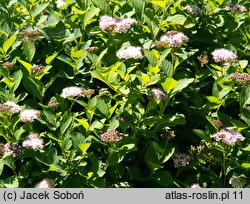 Spiraea betulifolia (tawuła brzozolistna)